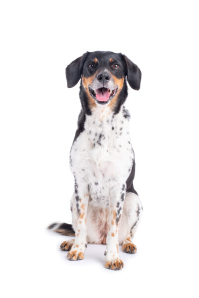 knížka o českém strakatém psu český strakatý pes